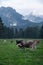 Alpine meadow, pasture, cows with horns, herd in front of forest, fir trees, in the background the famous Neuschwanstein castle