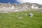 Alpine Meadow And Rocky Summits