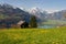 Alpine meadow in spring