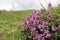 Alpine meadow with thyme bush