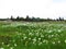 Alpine meadow with white poet\\\'s daffodil flowers in Slovenia