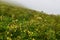 Alpine meadow with yellow betony (Stachys alopecuros)