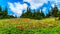 Alpine meadows filled with an abundance of wildflowers in Sun Peaks in British Columbia, Canada