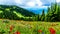 Alpine meadows filled with an abundance of wildflowers in Sun Peaks in British Columbia, Canada