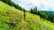 Alpine meadows filled with an abundance of wildflowers in Sun Peaks in British Columbia, Canada