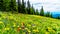 Alpine meadows filled with an abundance of wildflowers in Sun Peaks in British Columbia, Canada