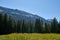 Alpine Meadows, Pine Forests, and the Azure Sky. Summer Meadows and Evergreen Forests Beneath Blue Skies. Mountain