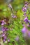 Alpine milkvetch in different phases of fruiting and flowering