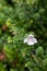 Alpine mint bush prostanthera cuneata flower