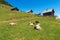 Alpine Mountain Chalets and Goats - Italy-Austria Border