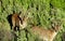 Alpine mountain goats, Alpine ibex, in the wild nature on green grass