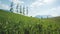 Alpine mountain landscape with five large larch trees in green spring meadow, Mieminger Plateau, Tirol, Austria