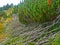 Alpine mountain vegetation close up background plant Pinus mugo textures and grass.