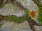 Alpine mountain vegetation close up background plant Pinus mugo textures and grass.