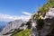 Alpine mountain wildflowers near top of the Grosser Donnerkogel Mountain in Alps, Gosau, Gmunden district, Upper Austria