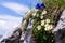 Alpine mountain wildflowers near top of the Grosser Donnerkogel Mountain in Alps, Gosau, Gmunden district, Upper Austria