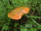 Alpine Mushrooms----GongGa glacier