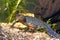 Alpine newt