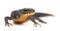 Alpine Newt, Ichthyosaura alpestris