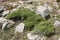 Alpine padded brushwood of Genista hispanica