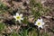 Alpine pasque flowers in high mountains