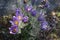 Alpine Pasque Flowers (Pulsatilla Halleri)