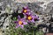 Alpine Pasque Flowers (Pulsatilla Halleri)