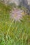 Alpine pasqueflower with fluffy seed head