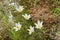 Alpine pasqueflower in white with yellow stamens blossoming on A