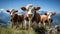 Alpine Pastoral Symphony: Cows Grazing in Salzburg