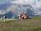 Alpine pasture with cows in foreground and view of Sesto Dolomites, South Tyrol, Italy in background
