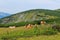 an alpine pasture with cows at summer