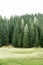 Alpine pasture and healthy forest of coniferous trees