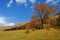 Alpine pasture with an old beech