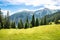 Alpine Pastures And Fir Trees