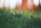 Alpine Penny-cress, Thlaspi caerulescens blooming among grass in springtime