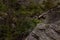 Alpine pika mouse hiding on stones