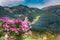 Alpine pink chrysanthemus against mountaine near Gosau village a