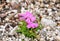 Alpine pink (Dianthus alpinus)