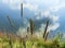 Alpine plants and reflection of clouds in the water