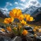 Alpine poppies outdoors shot against mountains with blue sky. Beautiful illustration of blooming flowers of Alpine poppy.