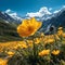 Alpine poppies outdoors shot against mountains with blue sky. Beautiful illustration of blooming flowers of Alpine poppy.