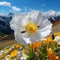 Alpine poppies outdoors shot against mountains with blue sky. Beautiful illustration of blooming flowers of Alpine poppy.