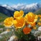 Alpine poppies outdoors shot against mountains with blue sky. Beautiful illustration of blooming flowers of Alpine poppy.