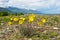 Alpine poppy on lake Baikal.