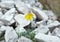 Alpine poppy (Papaver alpinum)