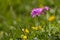 Alpine primrose flowers