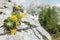 Alpine primrose growing on rock in Julian Alps, Slovenia