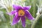 Alpine pulsatilla flower purple