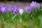 Alpine purple crocus flowers in spring season on Sambetei Valley in Fagaras mountains.